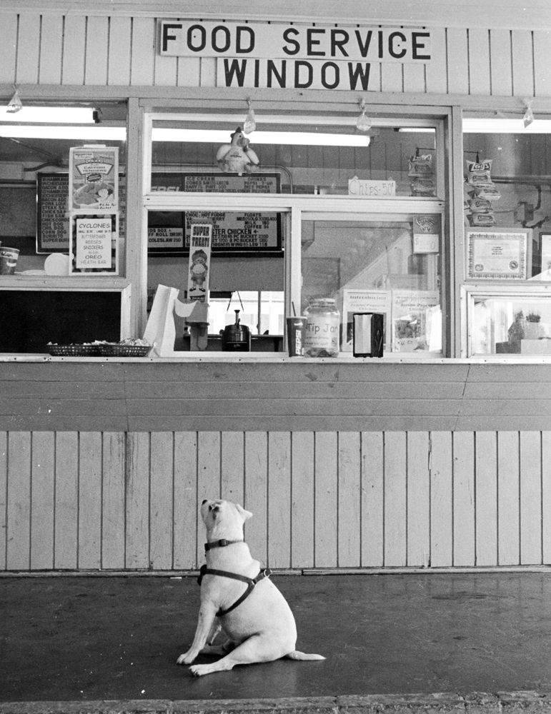 @bobsoltys.bsky.social· 2d The tonal range in the second edition of prints of this image of my dog Lucky, God rest him, is much better on @ilfordphoto Multigrade V paper. Image: "How Much is that Burger in the Window?" Lusk, Wyoming, 2006 #dogs #Wyoming #fridayfavourites #JackRussellTerrier