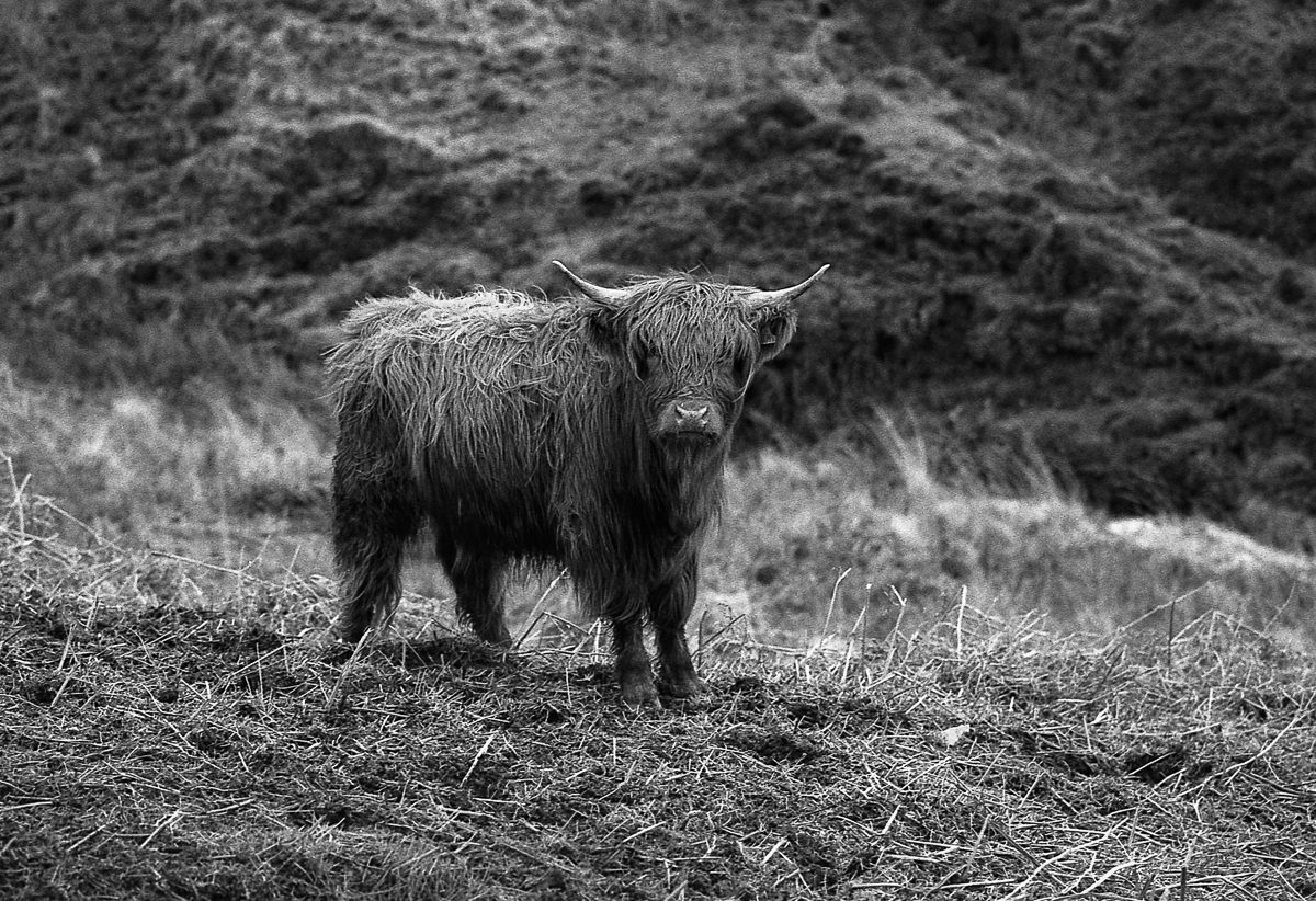 @timdobbsphoto"Shaggy" .. Nikon F100, Sigma 105mm f2.8 on ilford FP4@200 for #ilfordphoto #fridayfavourites