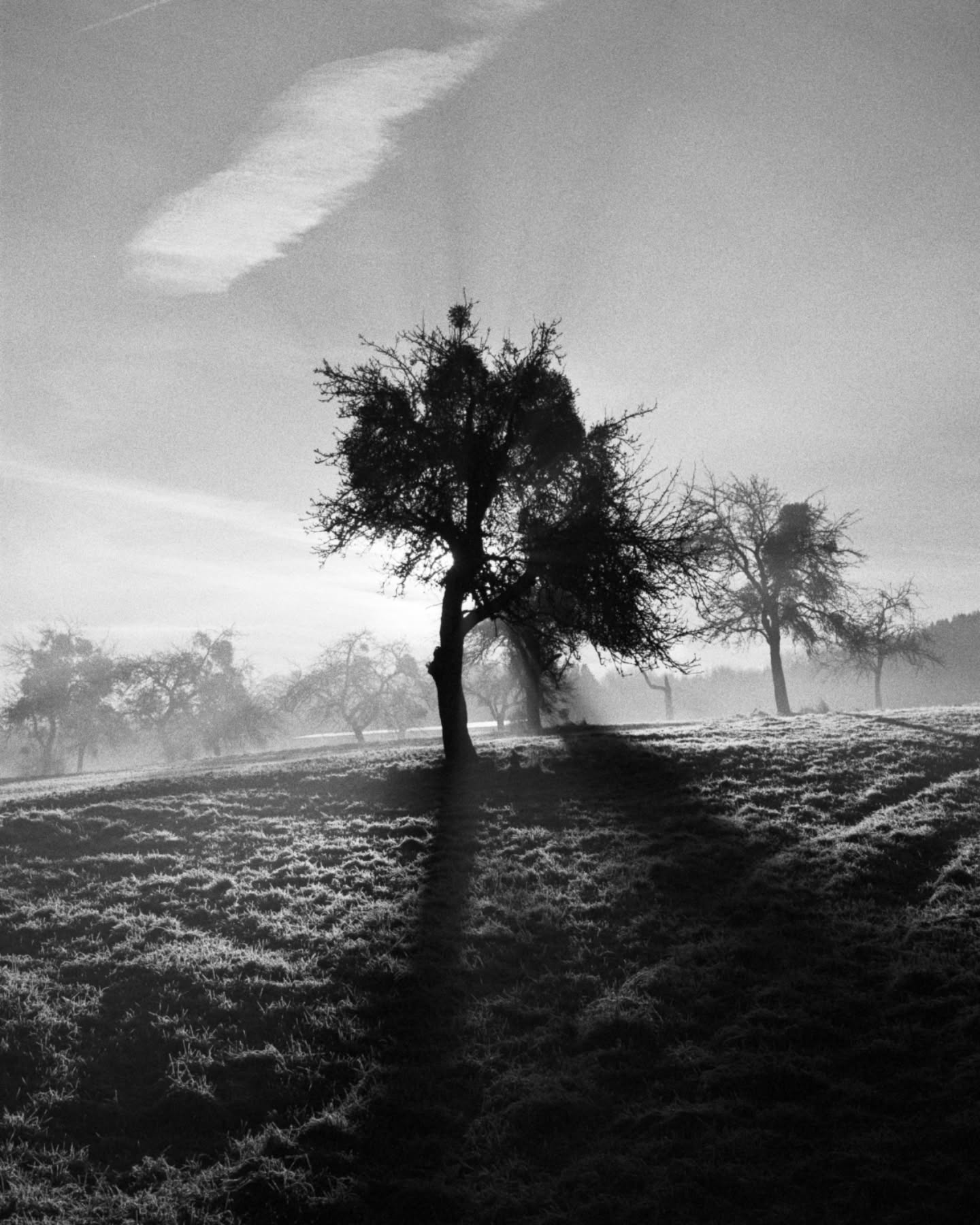 jonasbinthenet• Welschbillig 26 likes Bäume. Zu Hause. 2024. Canon AE-1 und Ilford HP5 ISO 1600. #filmisnotdead #filmphotography #shootfilm #ilfordfilm #ilford #hp5 #35mm #grainisgood #grain #film #zorki #onfilm #fridayfavourites #filmphotographer #timelessphotomag #spi_bnw #ssicollaborative #framelinesmag #analoguepeople #cinegrain #analogfilm #analogvibes #badass_bnw #bnw_demand #bnwphoto #bnw_light #bnw_shadow #desphotomag @ilfordphoto @des_photomag