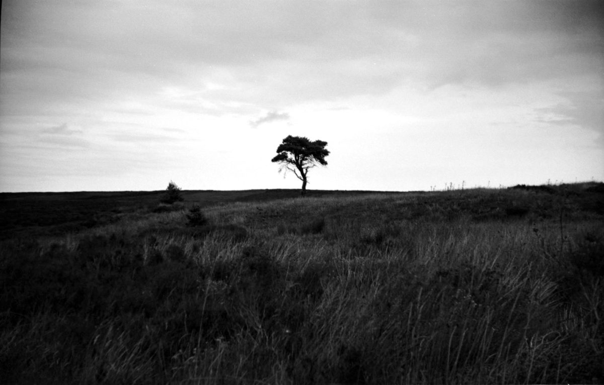 Argus-C3-ilford-Pan-50-chester-pyro-15.jpg