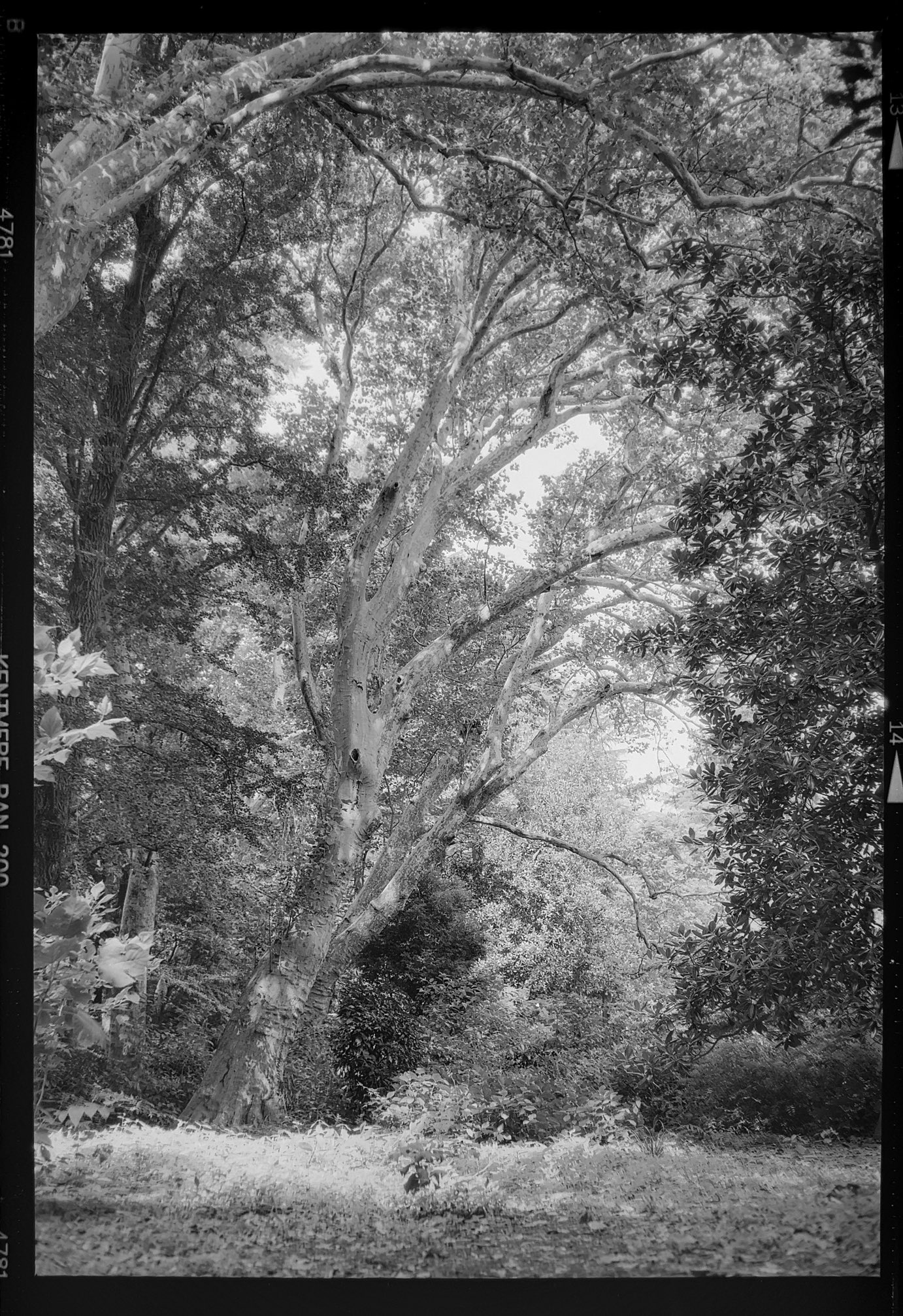 @Kirigir77434381#ilfordphoto #fridayfavourites Mamiya press super23, Kentmere pan200, Tokyo pyro, TPfix