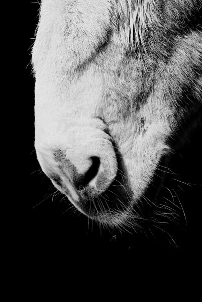 Donkeys nose - shot by Peggy Marsh on ILFORD HP5 PLUS black and white film