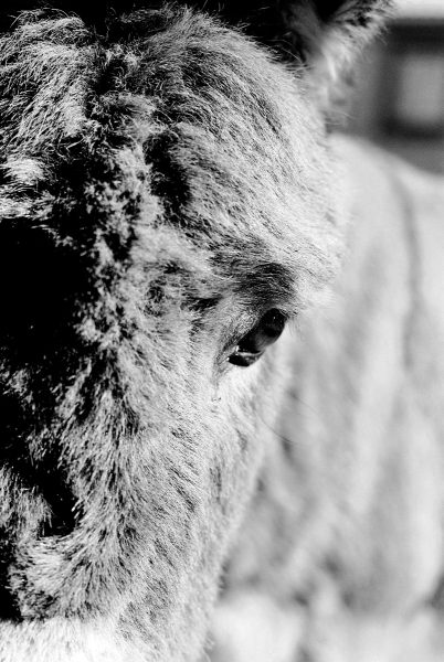 Donkeys eye - shot by Peggy Marsh on ILFORD HP5 PLUS black and white film
