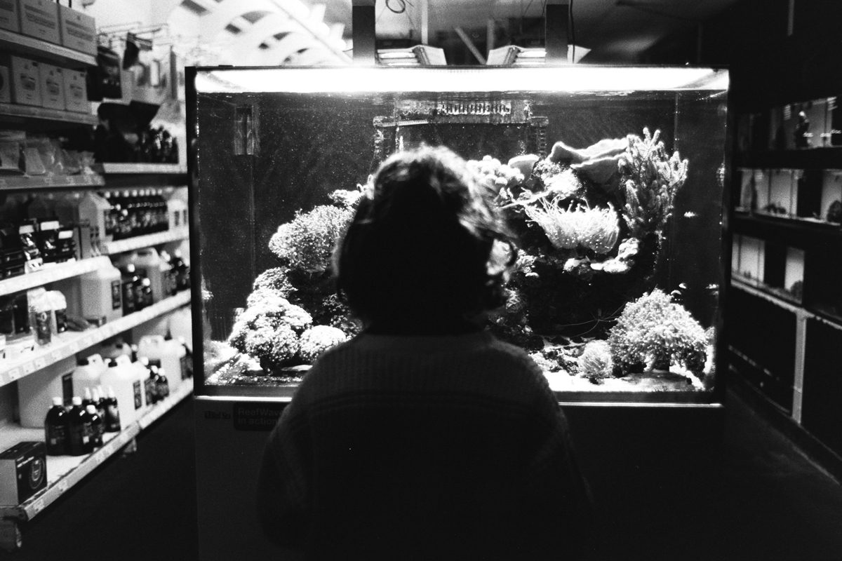 Fish tank Shot by Justin Lockey on ILFORD film for In Focus interview