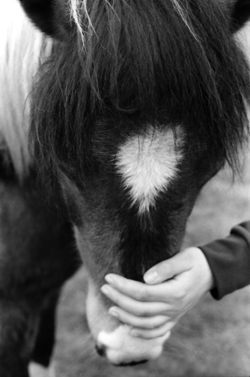 Donkeys nose - shot by Peggy Marsh on ILFORD DELTA 400 black and white film