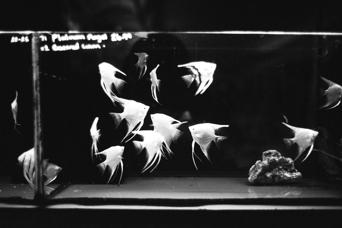 Rumble fish Shot by Justin Lockey on ILFORD film for In Focus interview