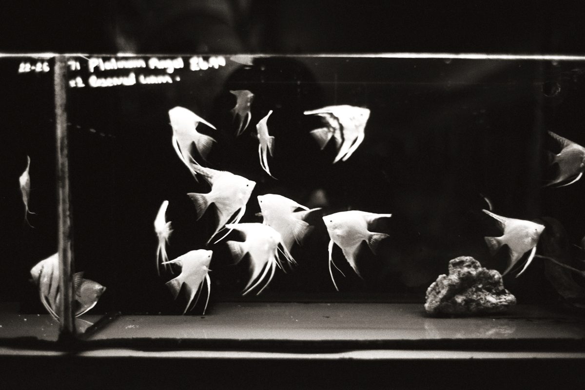 Rumble fish Shot by Justin Lockey on ILFORD film for In Focus interview