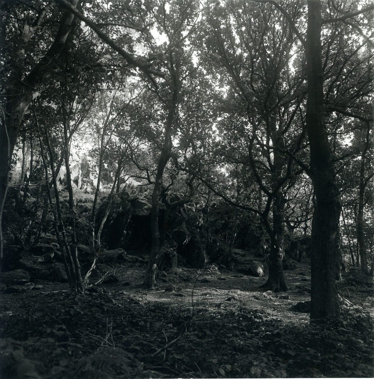 davidwilsonclarke fridayfavorites 10/02/25 My local woods, photographed on my Bronica SQ-A with HP5+, and printed on Ilford Multigrade MGRC Deluxe Pearl in my local darkroom, Leicester Lo-Fi. @ilfordphoto #fallfilm
