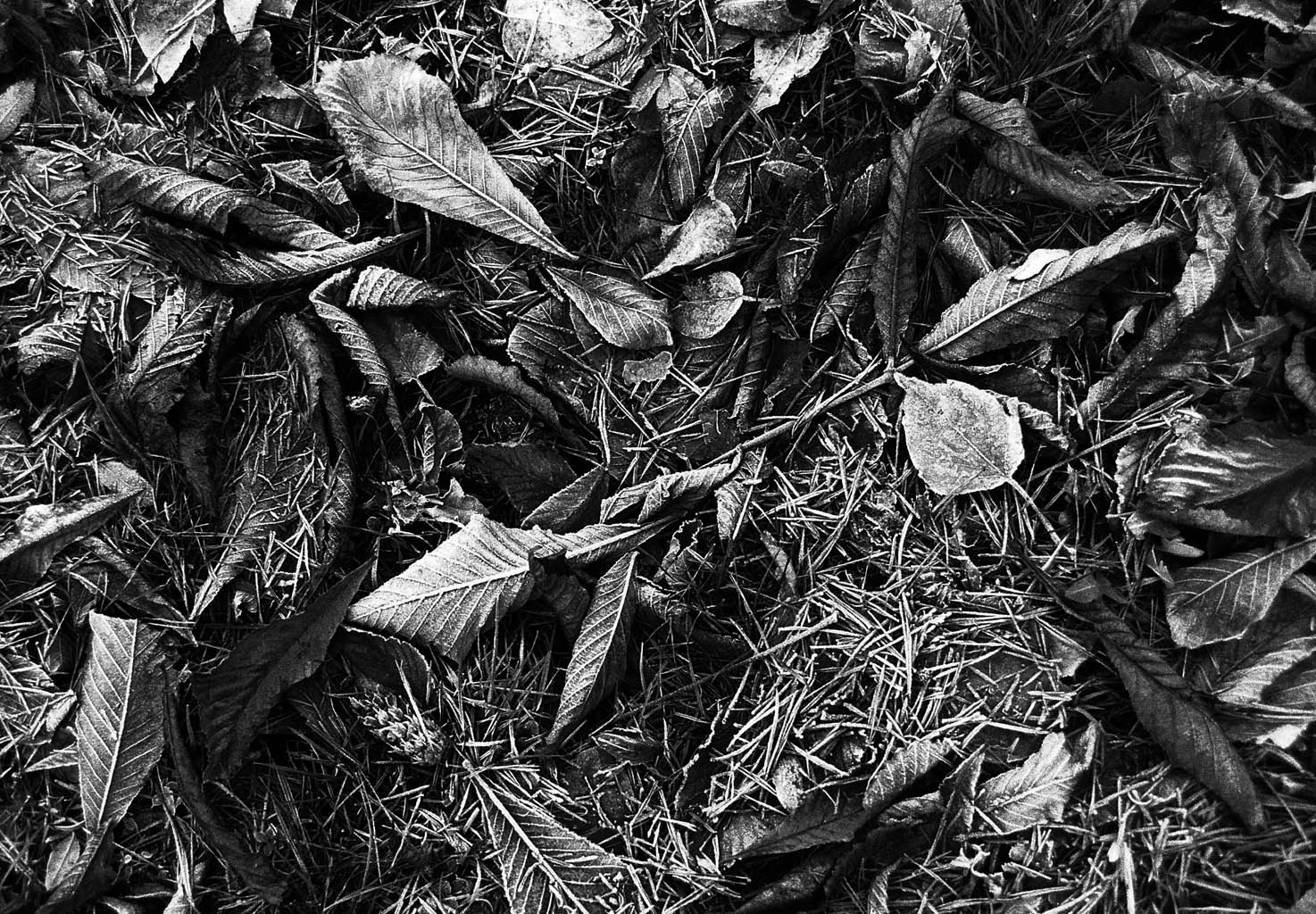 Bob St-Cyr @1brsc1 Autumn frosty with ILFORD HP5 plus #fallfilm #fridayfavourites #ilfordhp5plus #leaves #frost