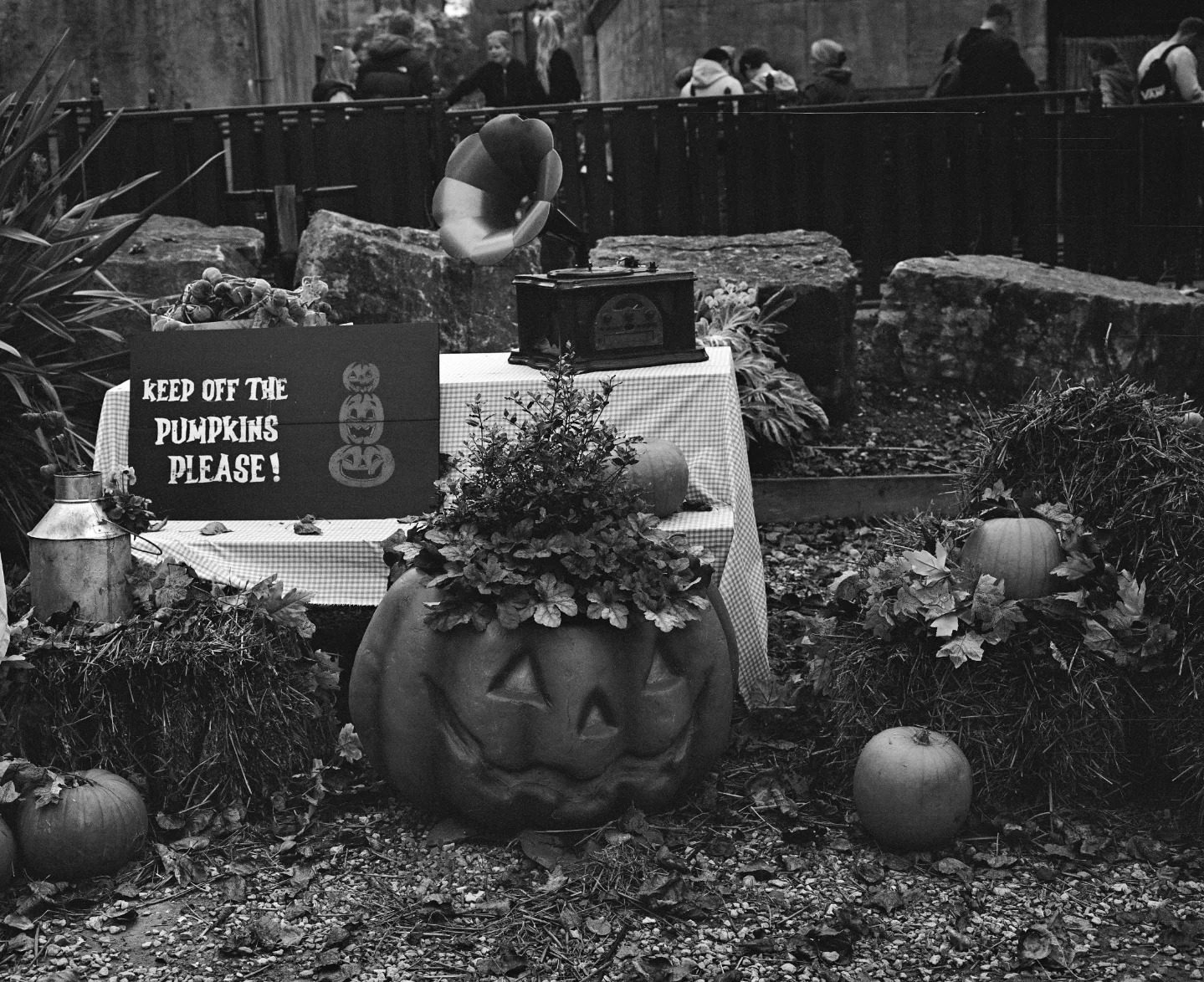 shelby2003.mpChessington World of Adventure 1 like Pumpkins @chessingtonworldofadventures for @ilfordphoto #fridayfavourites Shot on #kpan200 on very dark day #sheshootsilford #sheclicks #harmanlab #halloween #filmwave #analoguevibes #womenwhoshootfilm #believeinfilm