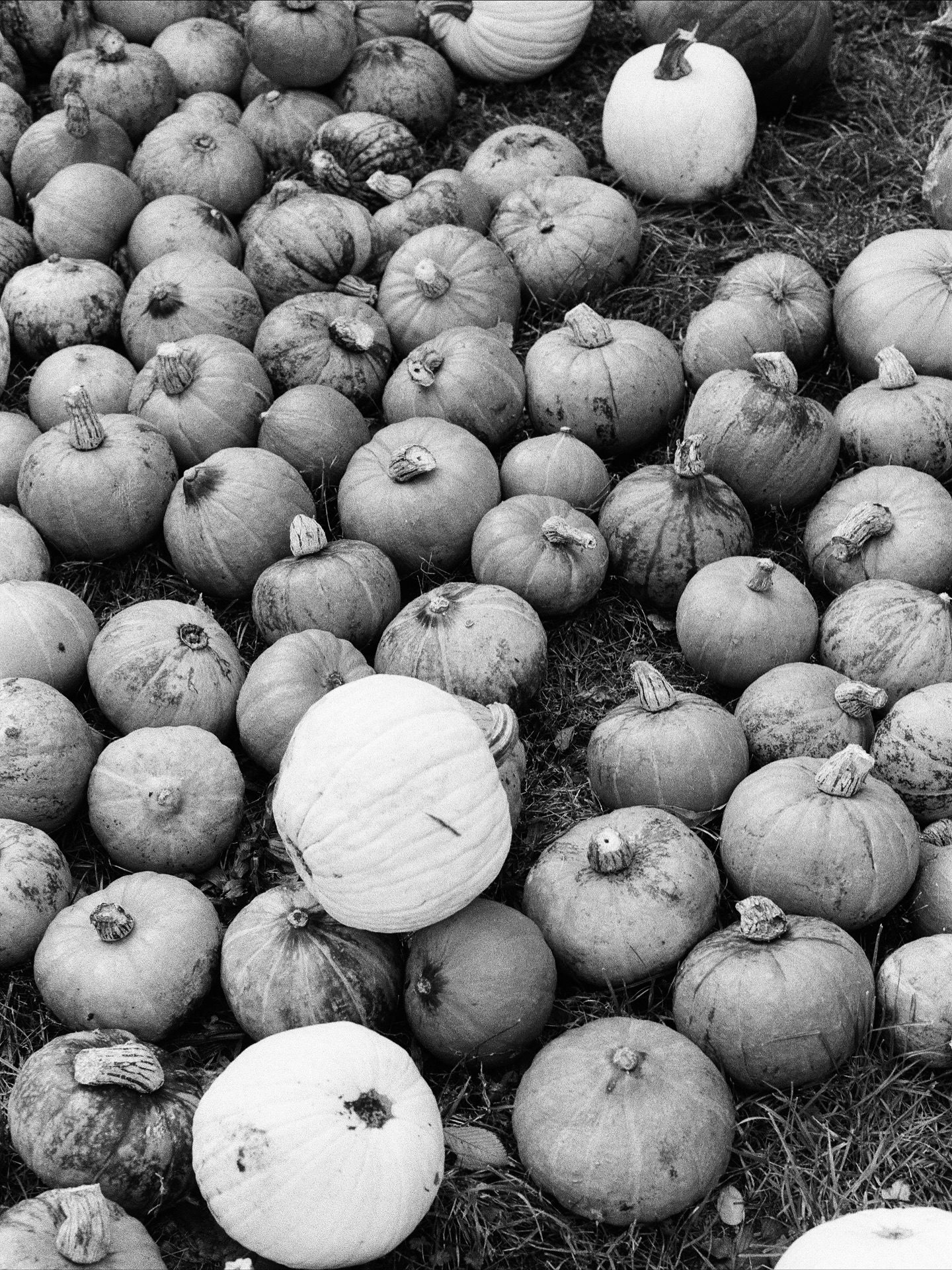 belichtungen• Schöneberg, Berlin, Germany 98 likes • it’s pumpkin season —— 📷 #canona1 + canon lens fd 50mm f1.4 🎞️ #kentmerepan400 🧪 #filmspeedlab —— #belichtungen #filmphotography #35mm #filmphoto #staybrokeshootfilm #analogphotography #shotonfilm #ishootfilm #35mmfilmphoto #filmoverdigital #shootmorefilm #35mmanalogphotography #fridayfavourites