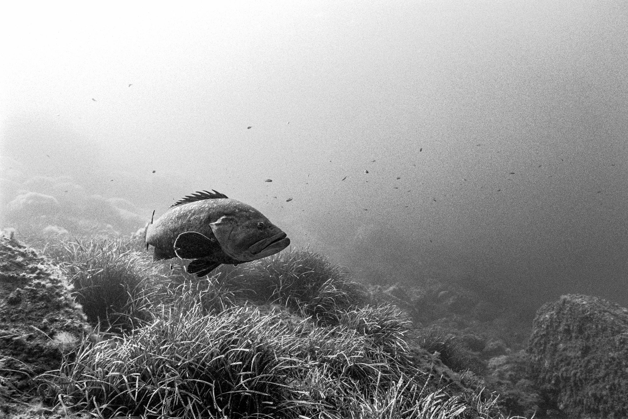 Big grouper bathing in the morning light, Port-Cros National Park.Nikonos V + 15 mm lens, Ilford Delta 400. 