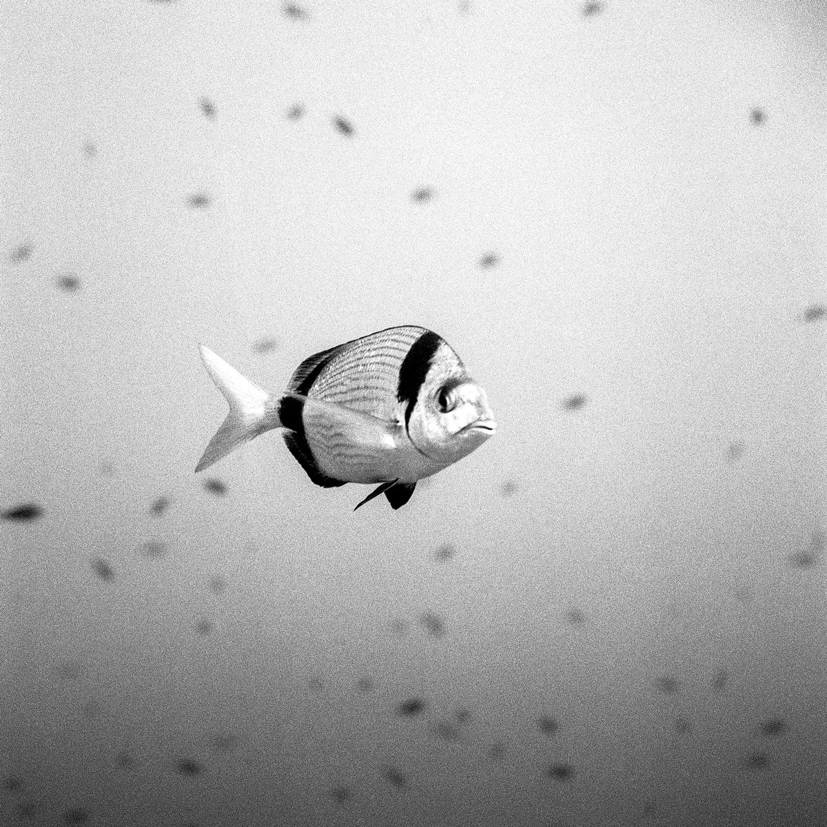 “Le Sar”, emblem of the Mediterranean, probably puzzled by its own re@lection on the @lat dome port, Port-Cros National Park.Rolleimarin - Rollei@lex 3.5F. Ilford Delta 400 