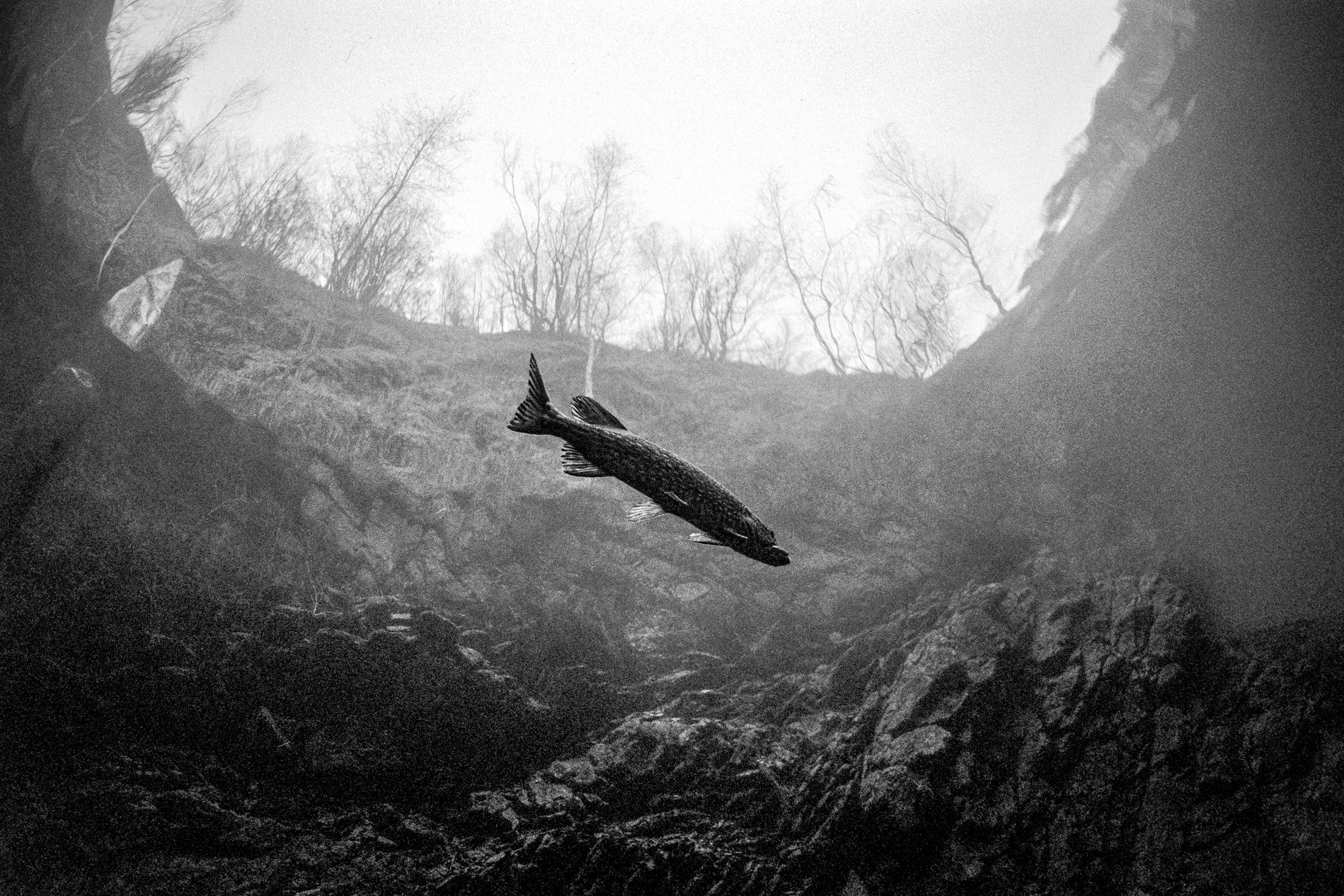 “Hovering” pike on a dull November morning, Vodelée, Belgium. Nikonos RS with 13 mm lens, Ilford Delta 3200 (pulled 1 stop).
