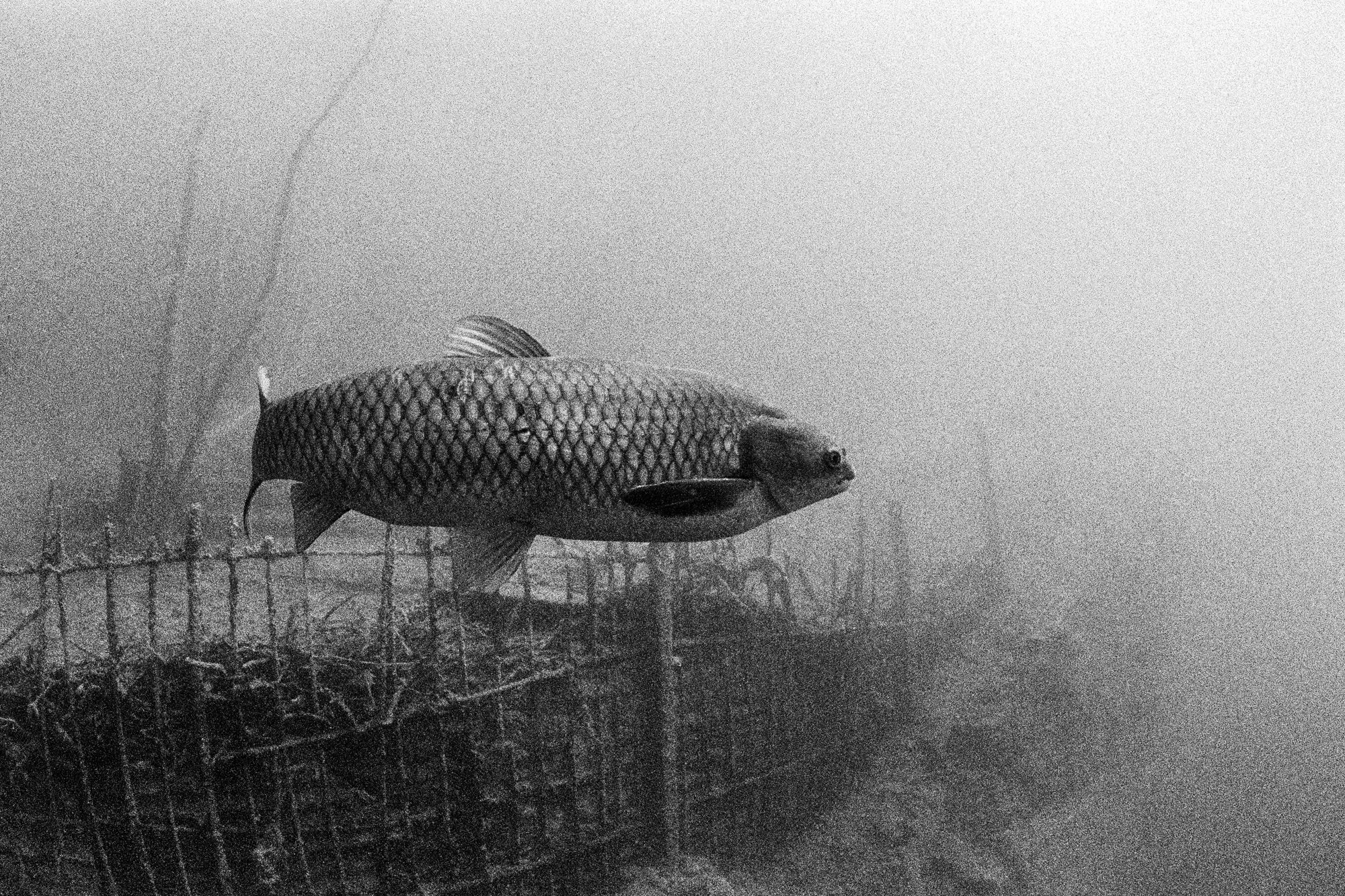 “Amour blanc” emerging from the fog - Rochefontaine, Belgium. Nikonos RS + 13 mm lens, Ilford Delta 3200 (pulled 1 stop).