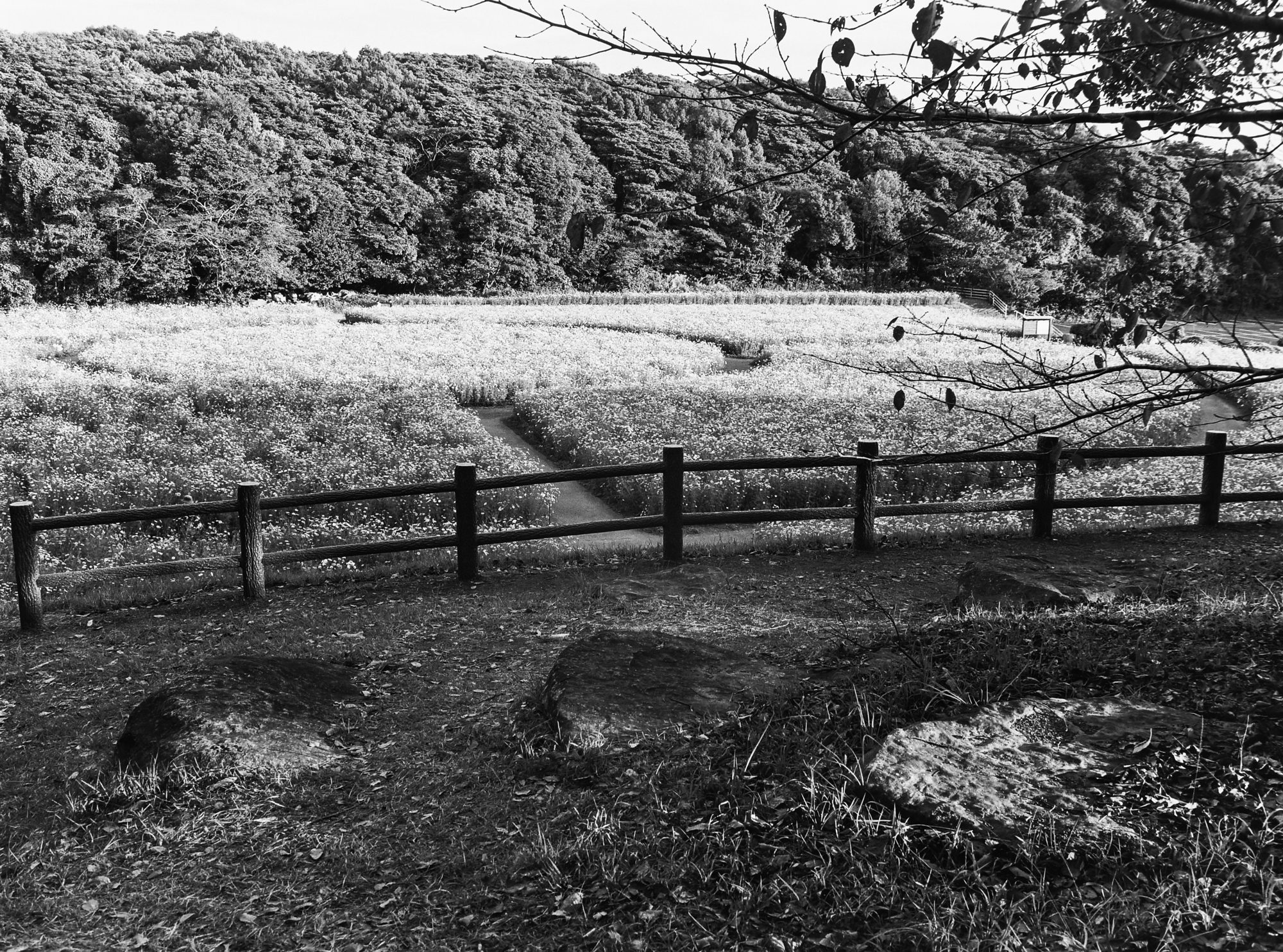 VØNPhoto @V0NPhoto · Nov 20 📷 Mamiya 645 Pro 🎞️ Ilford HP5 Plus 400 #fridayfavourites #ilfordphoto