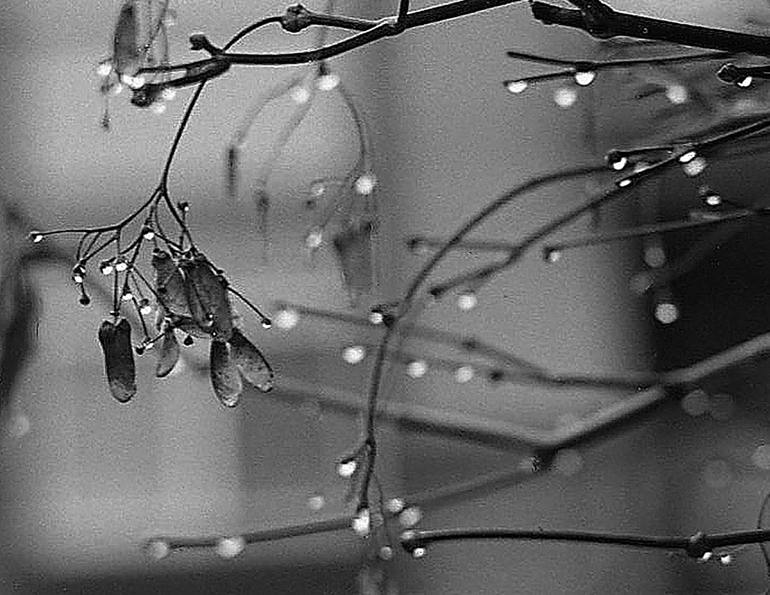 Bob St-Cyr @1brsc1 Too much rain! Trying to make the best of it. Waterdrops Canon A-1, FD 35-105mm, A2 winder ILFORD HP5 plus film @ILFORDPhoto #fridayfavourites #rain #waterdrops #tree #NaturePhotography