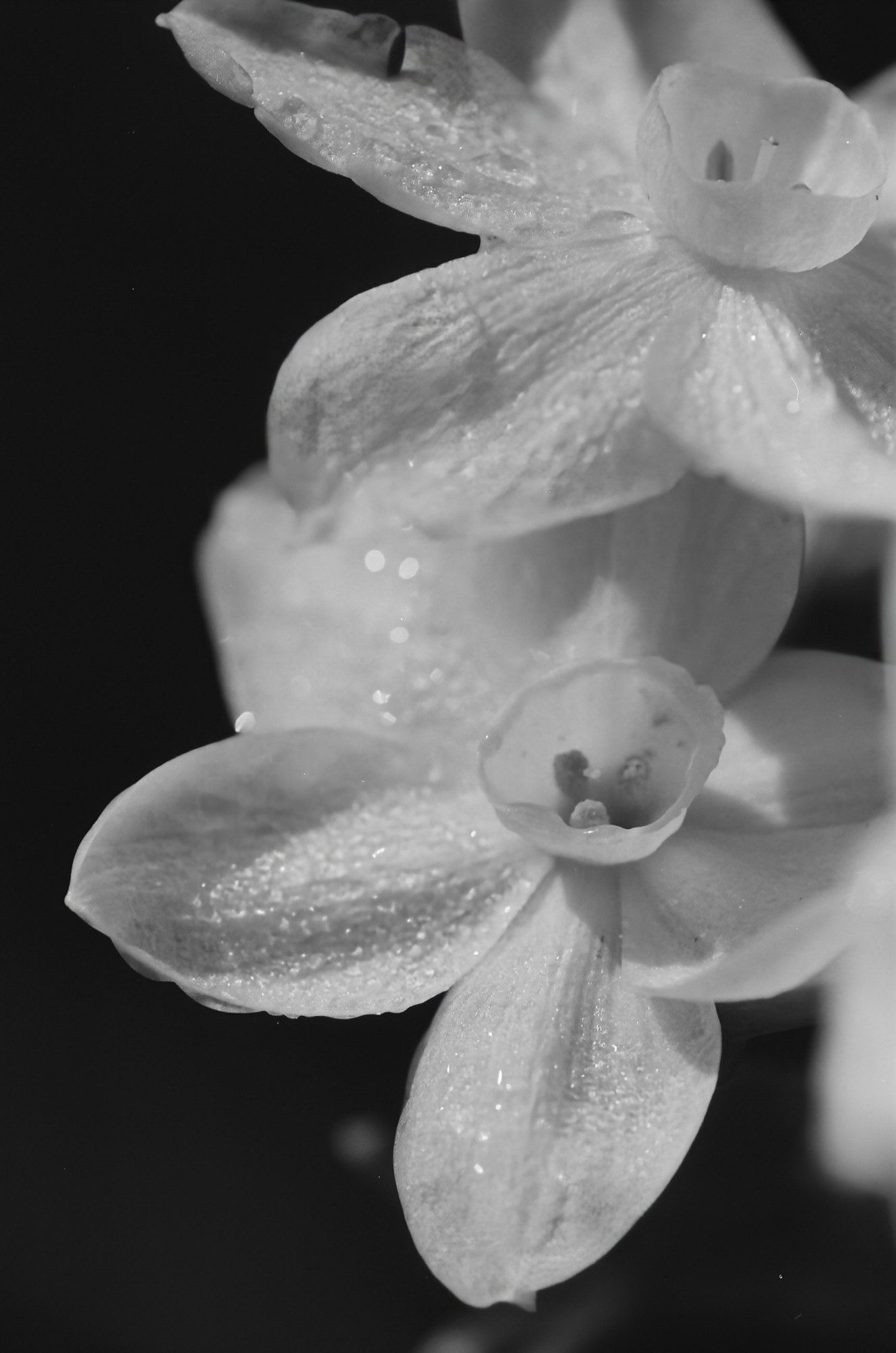 Cassandra‬ ‪@cassandrasuchy.bsky.social‬ · 1h Anything is possible in this world of yours.. ✨ Canon EOS 1N RS Tamron Sp Di Ilford FP4 Plus 35mm #FridayFavourites #artadventcalendar #macrophotography #filmphotography #artyear #Canon #Tamron #IlfordPhoto #onlybeautifulthings #flowersky #bloomscrolling #classicmono #coloraday #BWFri 🎞️