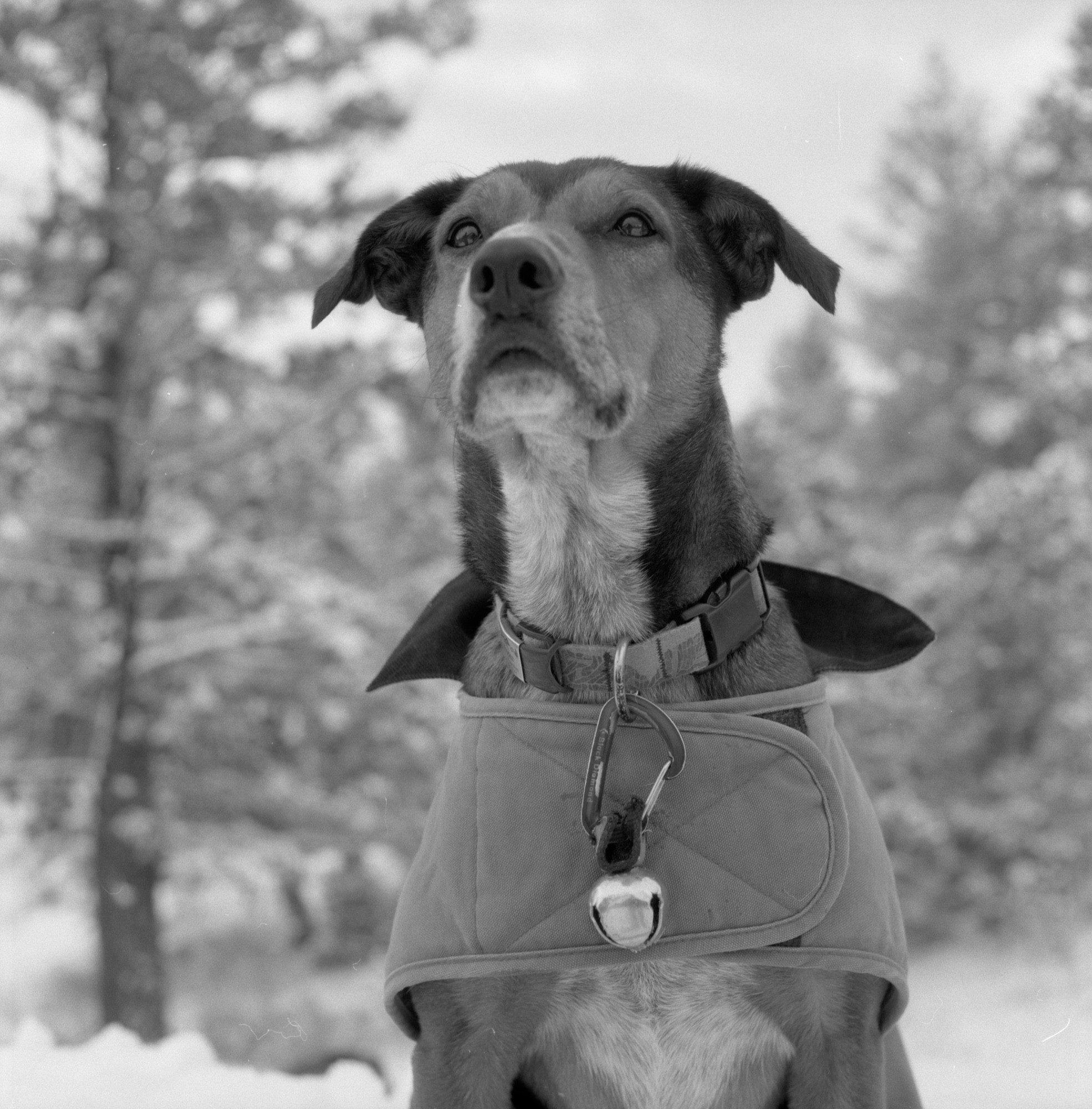 @cliffrazzo.bsky.socialFollow back More #FridayFavourites @ilfordphoto.com - Kentmere 200 shot with a Mamiya C220 with 80mm Sekor f2.8 and developed in Microphen #believeinfilm #classicmono 🐾 🎞️