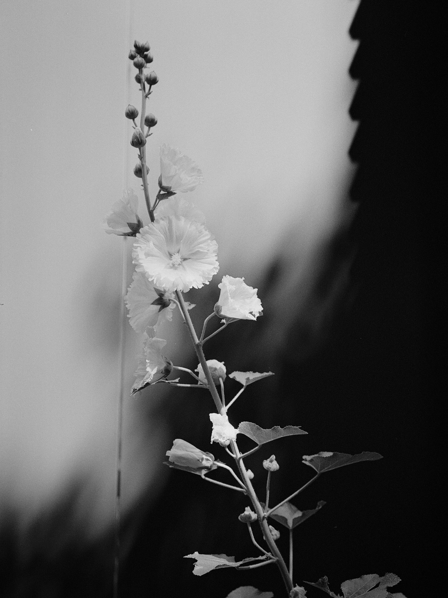 stargazinqly• Liked by justinlockey and 50 others one of the first darkroom prints i made in paris 🥚 taken in 上野 juin, 2024 1w #ilfordphoto #fridayfavourites #ilfordhp5 #ilfordmultigrade #darkroomprint #darkroomphotography #35mm