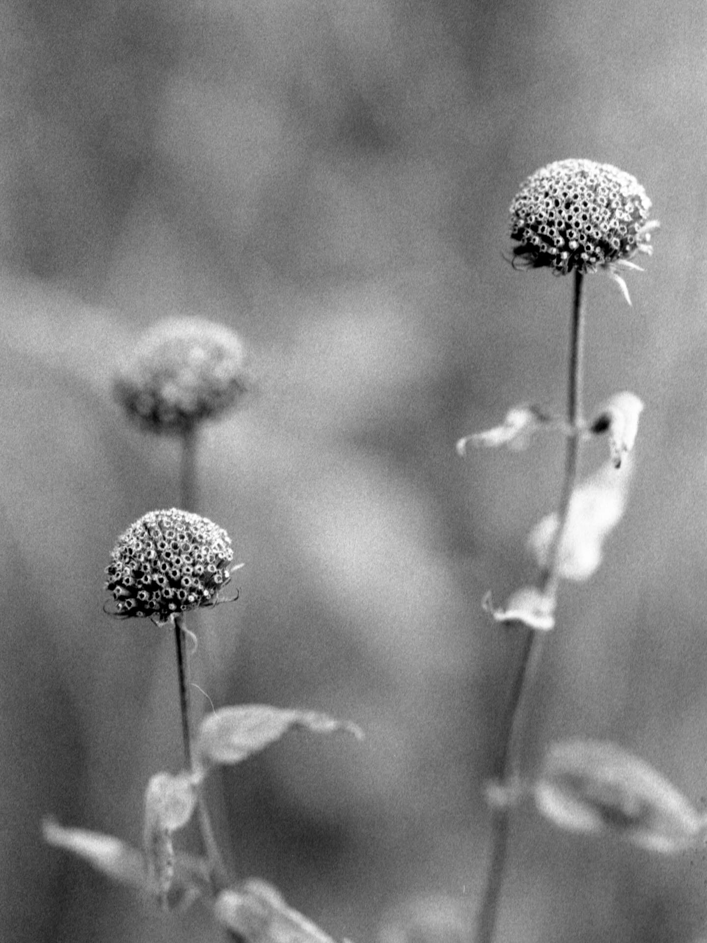 sassan.mora7h
Shadow of a Season — Fall 2025
#ilfordphoto #ilforddelta400 #ilforddelta #analogfeatures #35mmfilm #fridayfavourites
#monochromeprint #torontoartist #canadiancreative
#fineartphotography #natureabstracts #botanicalforms #organicshapes #texturephotography #ShadowAndLight #minimalismWorld #AbstractArtwork