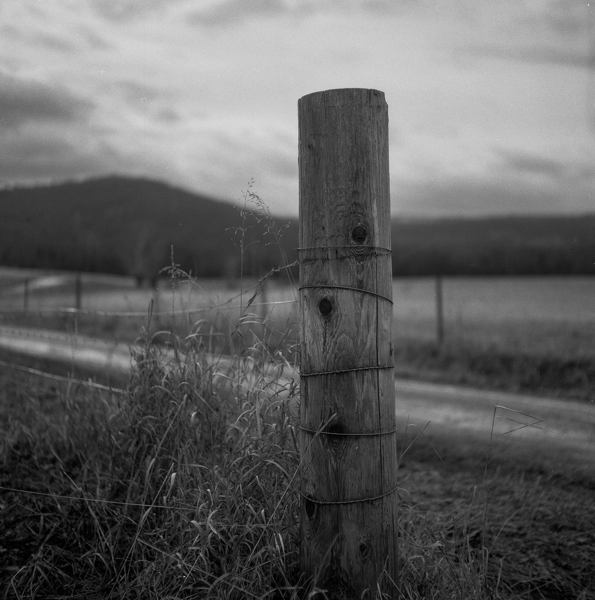 @cliffrazzo.bsky.social‬· 6h
Fence Post

#FridayFavourites #MamiyaC220 #Kentmere200 #BlackWhite&Green #flicfilm #Classicmono #EastCoastKin