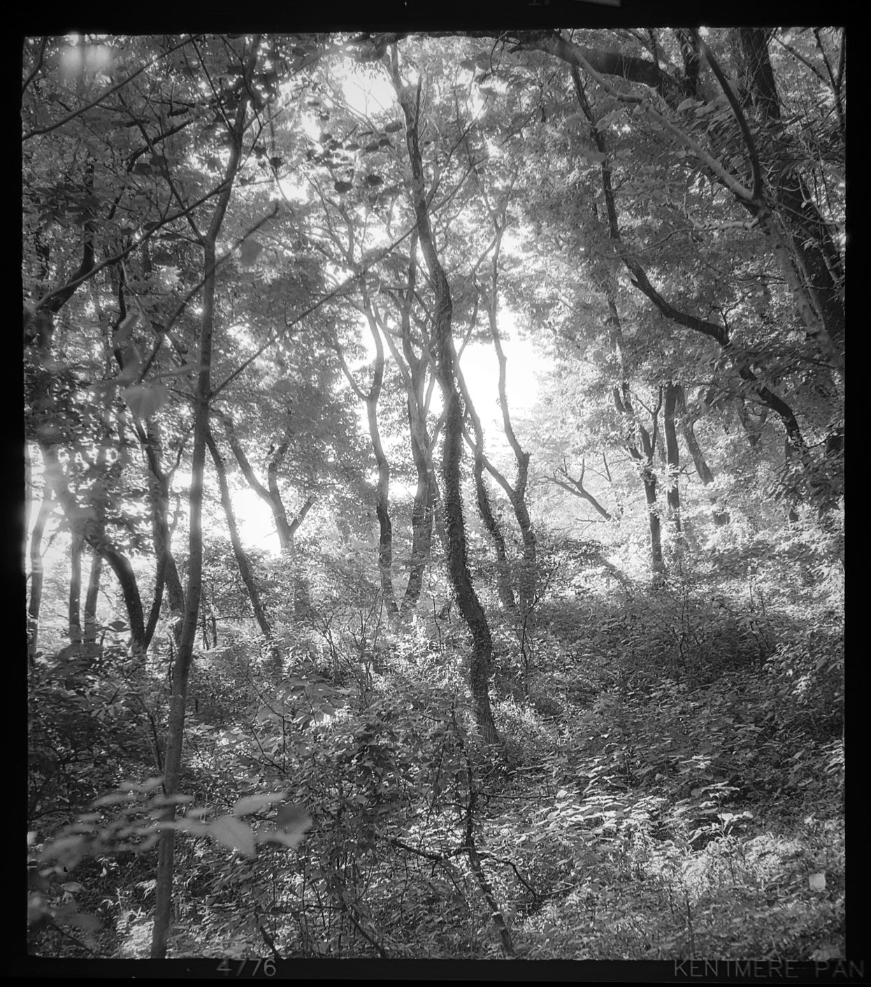 @Kirigir77434381#Ilfordphoto #2025fave #fridayfavourites Minesix IIF, Kentmere pan100, Tokyo pyro, TPfix