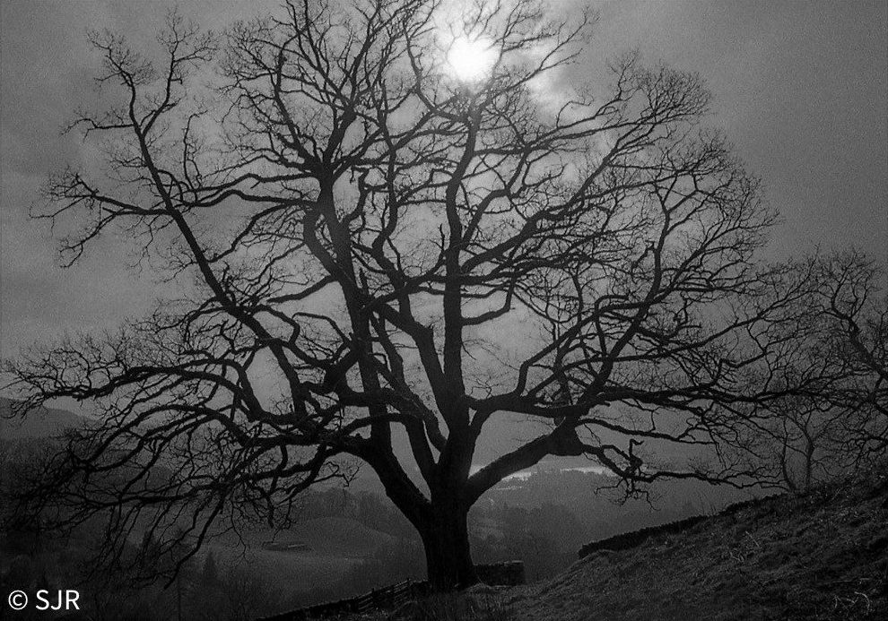 @analoguelass.bsky.social My favourite image from 2025 using @ilfordphoto.com Ilford HP5 developed with DDX at box speed. Taken at the beginning of Spring using my Pentax 17 it is part of a piece of work capturing light in the landscape. #fridayfavourites #2025fave #believeinfilm #filmphotography