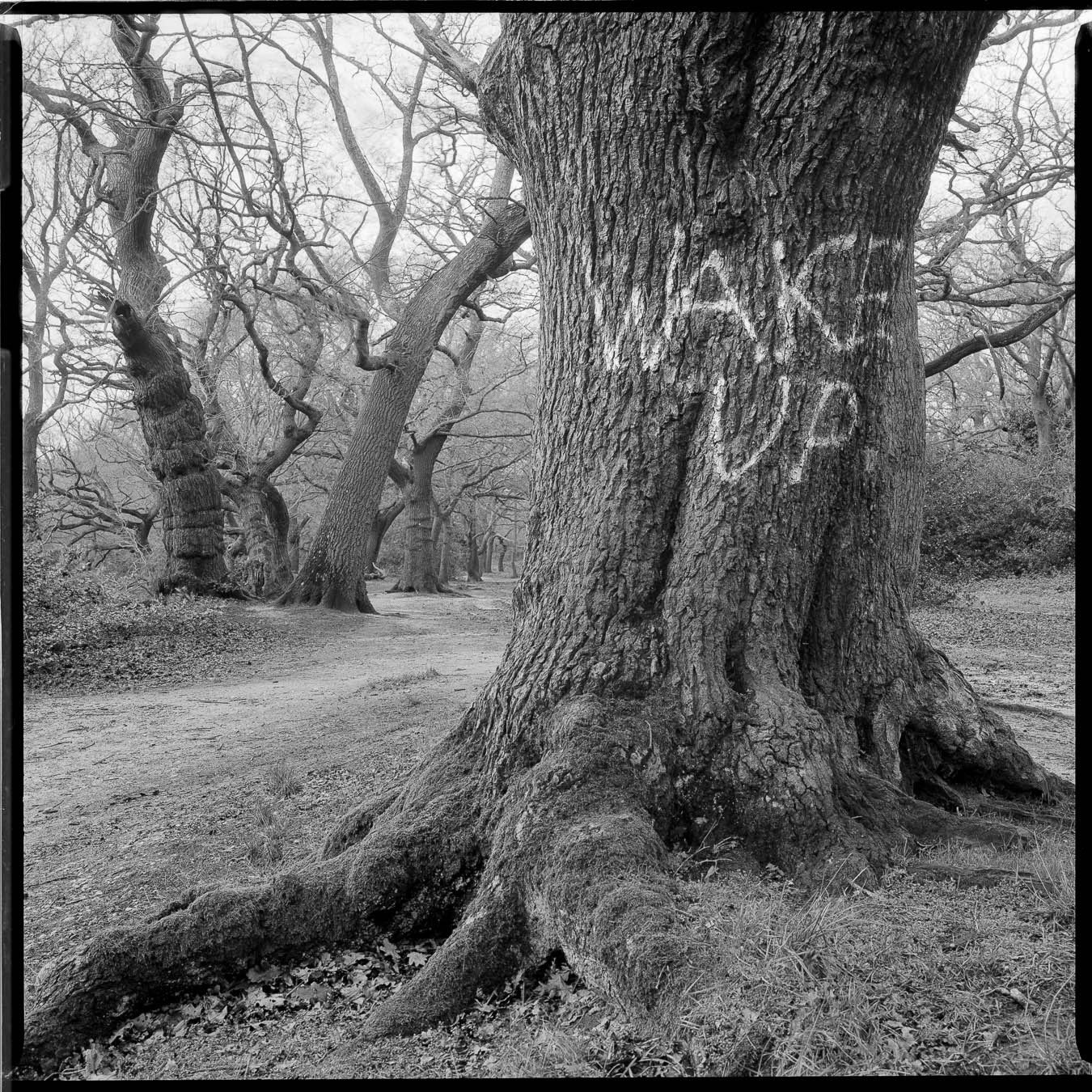 My favourite from 2025 using @ilfordphoto.com film. This (I think) is going to be the cover of my next zine... Ilford Ortho+ 80 developed with Ilfotec HC 1+31. Taken with a Bronica SQAi & 80mm. #fridayfavourites #2025fave #filmphotography