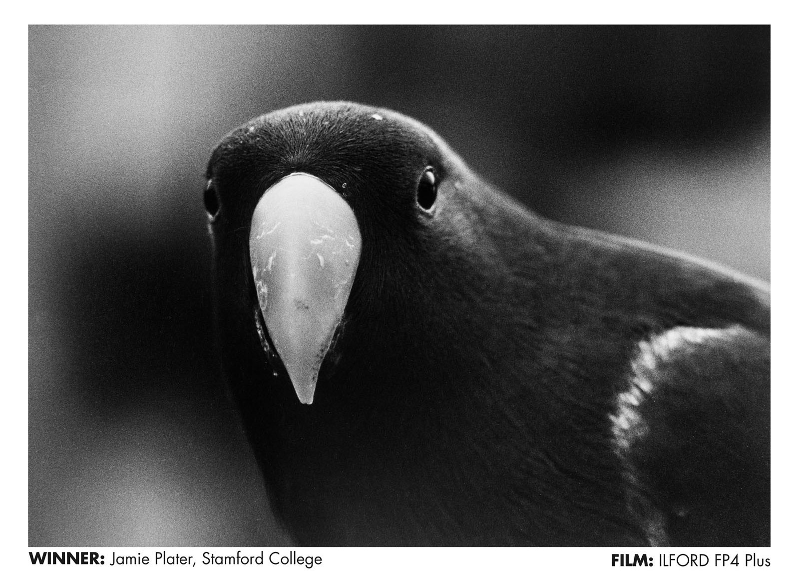 Natural World ILFORD Photo student competition winning image shot by Jamie Plater