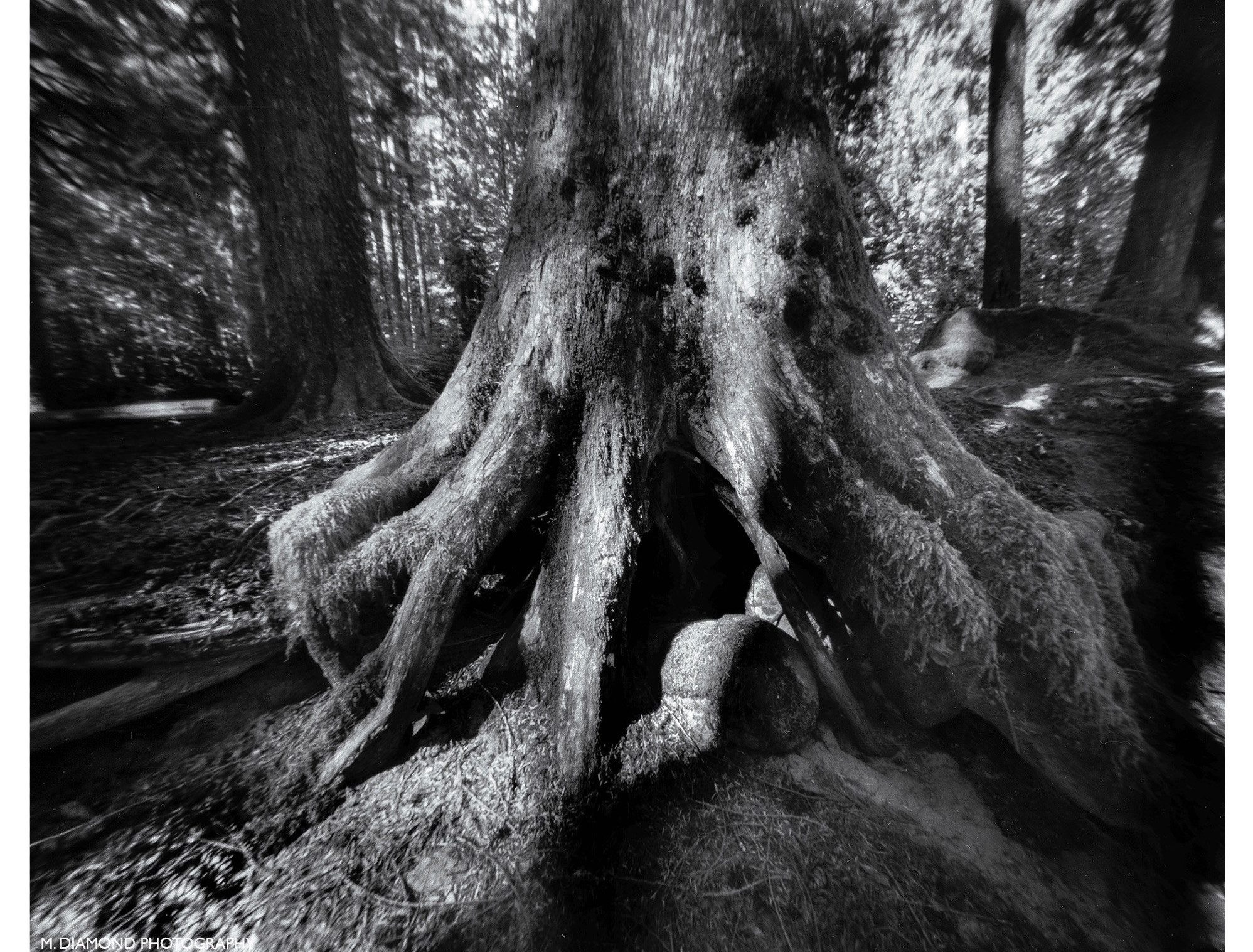 M. DIAMOND PHOTOGRAPHY 📷‬ ‪@nounverb911.bsky.social‬ · 2d TROUBLESOME CREEK #2, Washington 2005 Leonardo 4X5 3 inch Pinhole Camera Ilford FP4 4X5 #thicktrunktuesday #pinhole #pinholecamera #ilford #fridayfavourites #ilfordfp4 #photography #monochrome #longexposure #film @ilfordphoto.com