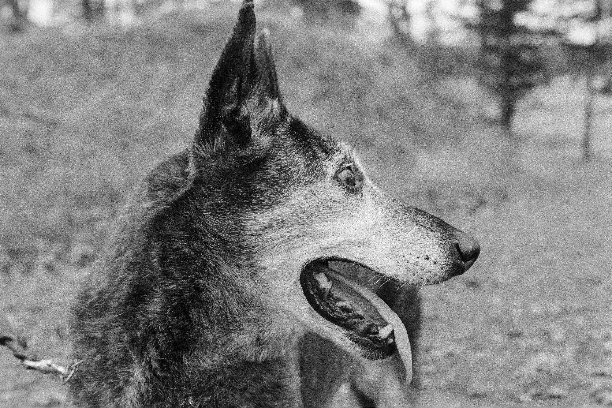 Travis Croy‬ ‪@tcroy.bsky.social‬ · 2d Nikon FM3A | Nikkor 50mm f/1.2 | Delta 400 Washington, USA 🎞️ #believeinfilm #photography #dogs @ilfordphoto.com #fridayfavourites "Gray Gracefully"