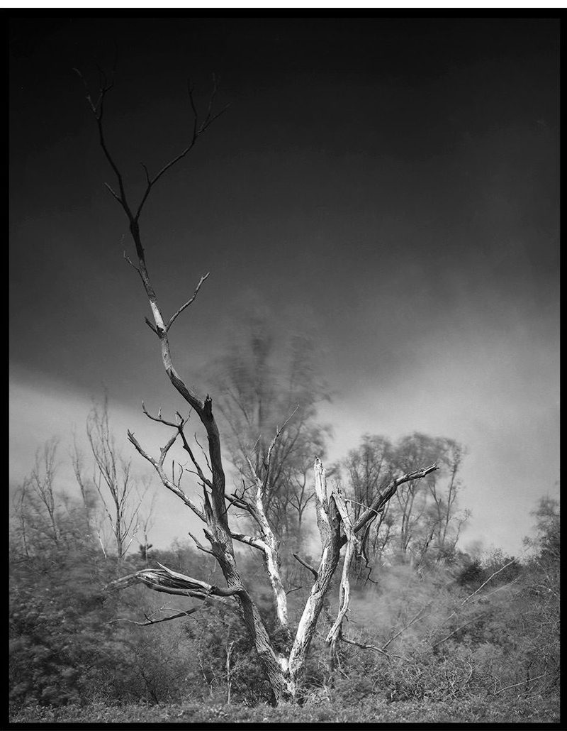 jeanmarcdeconinck_photographie• Brussels, Belgium Liked by halide.hustle and 194 others ▪️▪️ Death Tree 1▪️▪️⠀ 📸 Camera: Linhof Master Technika Classic 👁 Lens: Schneider Apo-Symmar L 150mm f/5.6 🎞 Film: Ilford HP5+ 4x5" 🧪 Developer: Ilford ID-11 (stock solution) 🖨 Paper: Ilford Multigrade FB Classic 🔄 Process: Manual darkroom printing . . #i_love_darkroom @i_love_darkroom 🖤 @ilfordphoto @Linhof_munich #fridayfavourites . . . @silvergrainclassics @analogforeverzine @largeformatphotography @viewcameraclub @filmphotographic @phroommagazine @aintbadmagazine @subjectivelyobjective @nowherediary @lensculture @gupmagazine @bjp1854 @fstopmagazin @floatmagazine @burnmagazine @fstopmagazine #4x5film #4x5photography #ilfordfilm