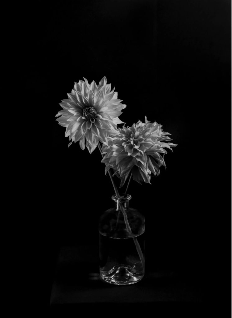 Jevon Carey‬ ‪@jevoncarey.bsky.social‬ · 1d Two Dahlias. #fp4party #fridayfavourites Bronica Etrs, @ilfordphoto.com FP4 plus in Bellini Euro HC #believeinfilm #stilllife #nature