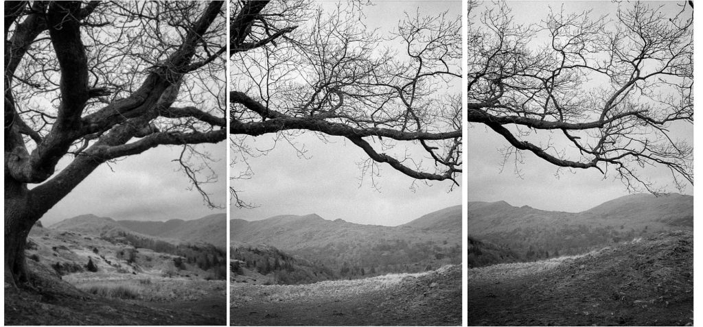 @analoguelass.bsky.social‬· 1d Branching out - Lake District Observations 📷Pentax 17 🎞️Ilford FP4 DD-X #believeinfilm #filmphotography #FP4Party #fridayfavourites