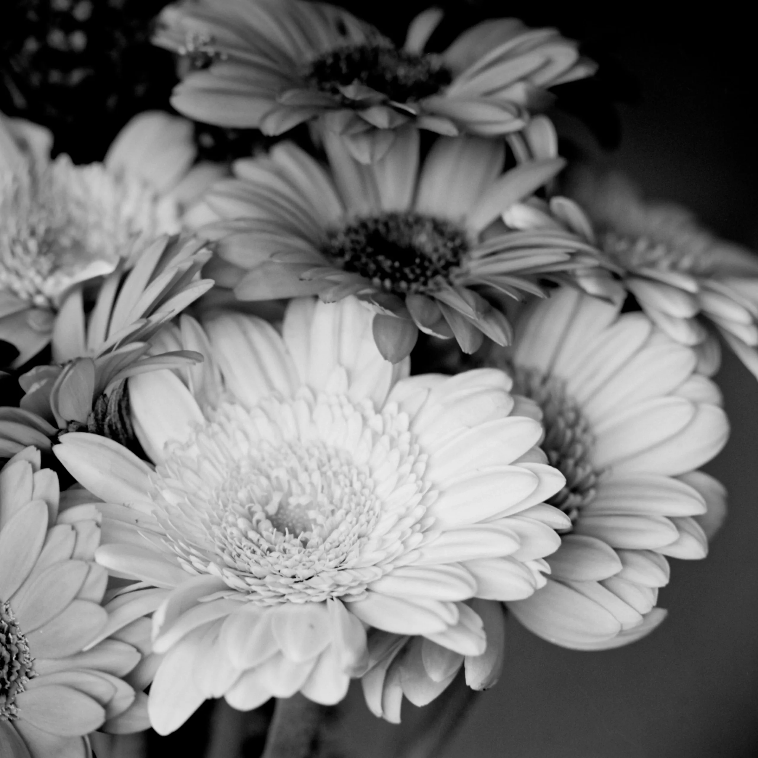 @richard0x4a.bsky.social‬· 2d Germini flowers. #panfshots #fridayfavourites #BelieveInFilm @ilfordphoto.com 📷 Bronica SQ-A 🎞️ Ilford PanF Plus