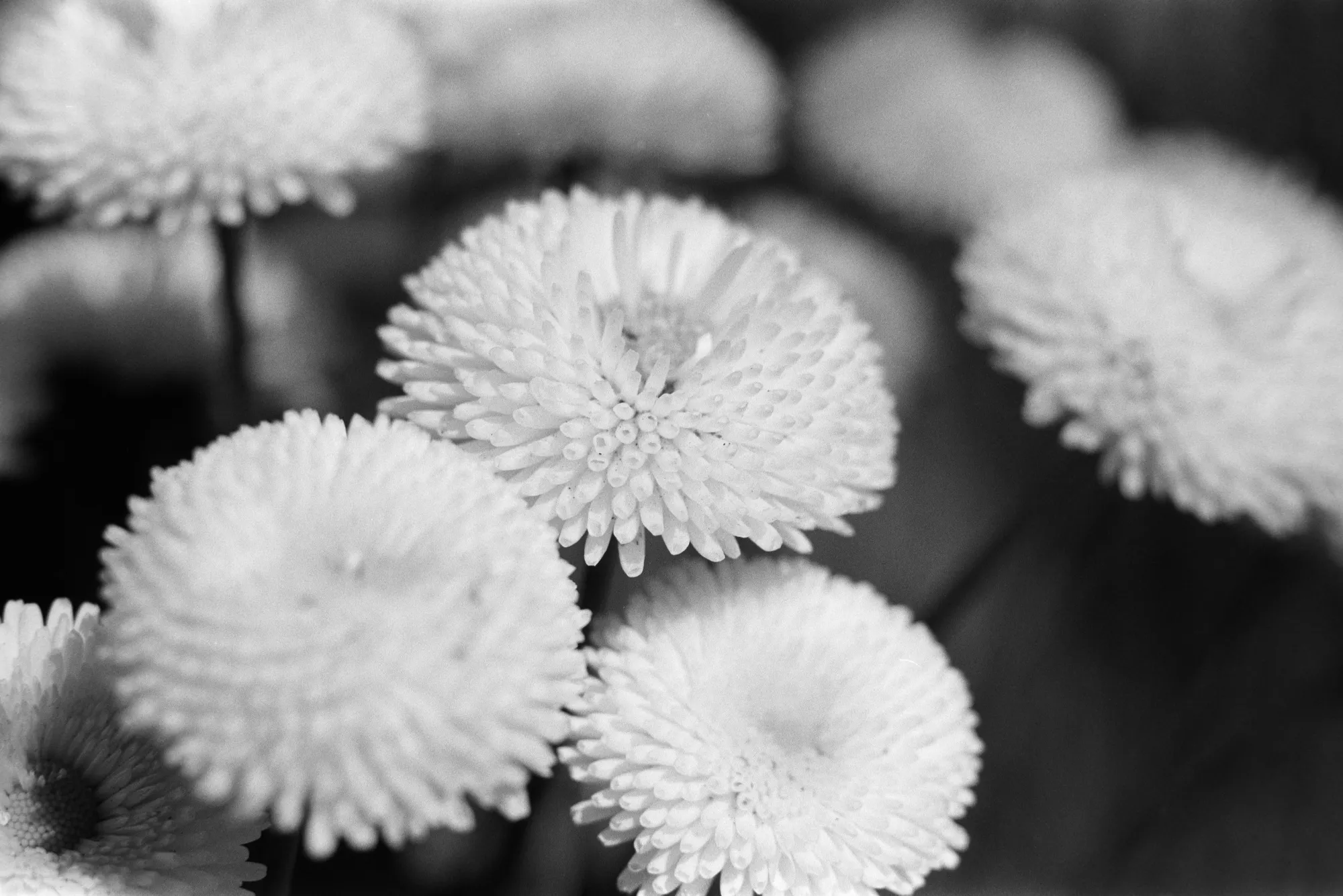 ‪ManicPCDreamGirl‬ ‪@lalatrans.bsky.social‬ · 16h More macro flowers Nikon F3 Micro Nikkor 55mm f3.5 Kentmere 100 Dev Adox XT-3 1+1 #FilmPhotography #Photography #BelieveInFilm #FilmIsNotDead #35mm #FridayFavourites #BlackAndWhitePhotography