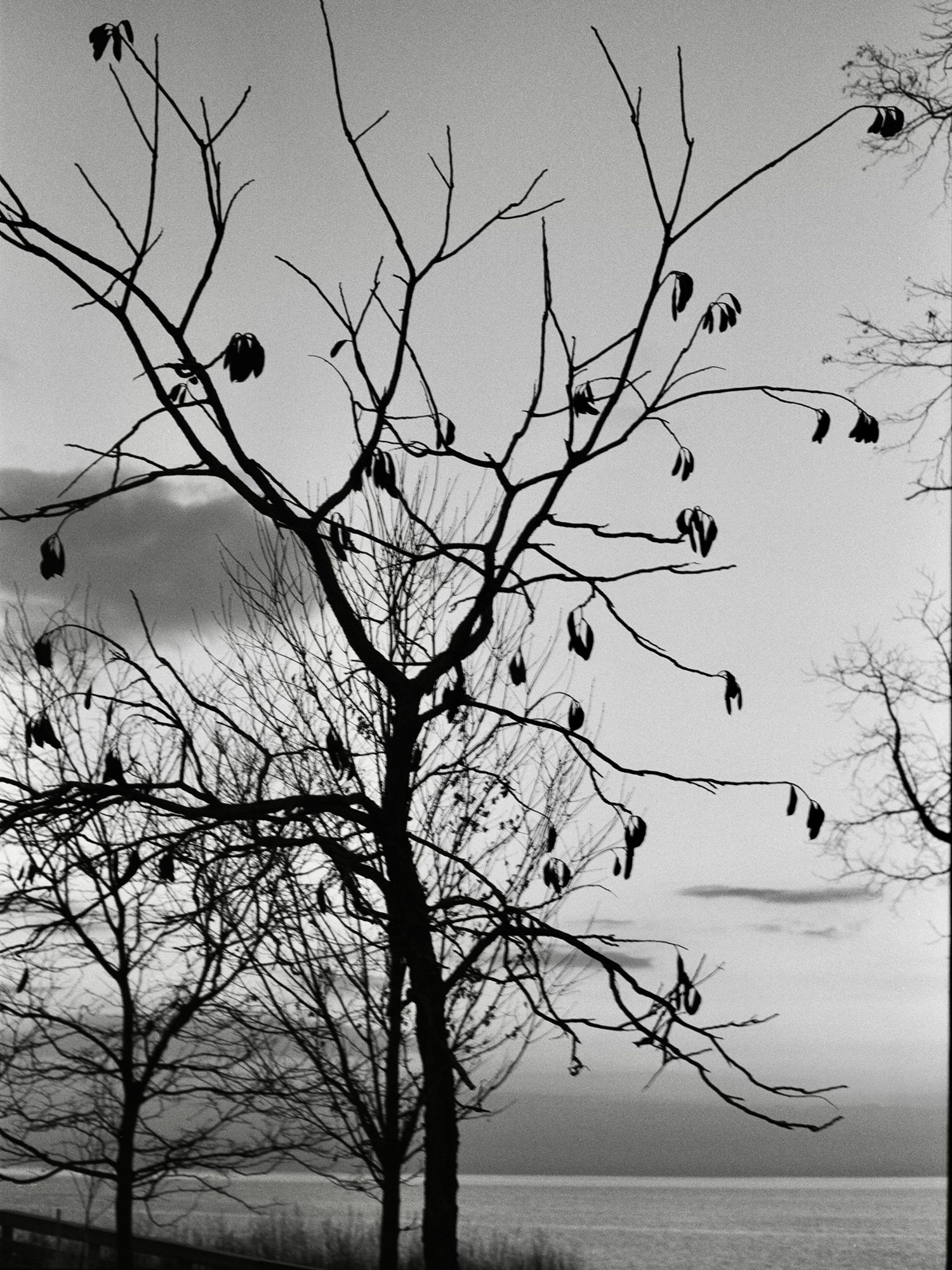 leicalove196605/15/26 Leica M4 - Ilford PanF 50 #fridayfavourites #ilfordphoto #ilfordpanf50 #lakeontario #blackandwhitenature